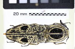 Foto (Dorsalansicht) von Lycoreus triocellatus (Castelnau, 1836) (NHMW-ZOO-COL-0008202)